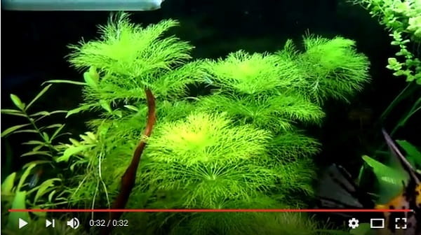Limnophila sessiliflora Bezszypułkowa in vitro 5 sadzonek